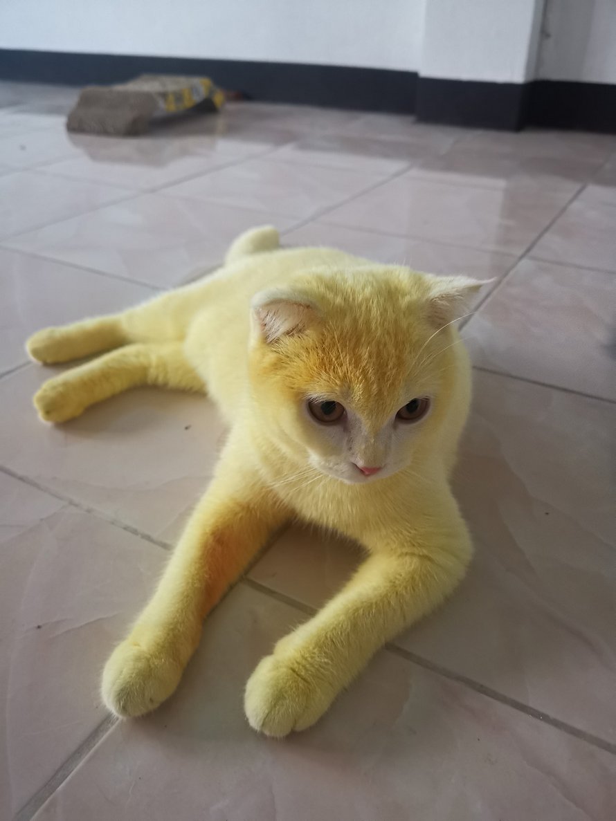 Ce Chat Est Devenu Jaune Apres Que Sa Proprietaire L Ait Couvert De Curcuma Pour Traiter Une Infection Fongique Ipnoze