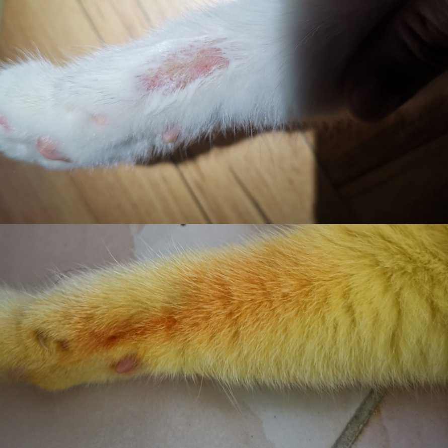 Ce chat est devenu jaune après que sa propriétaire l’ait couvert de curcuma pour traiter une infection fongique