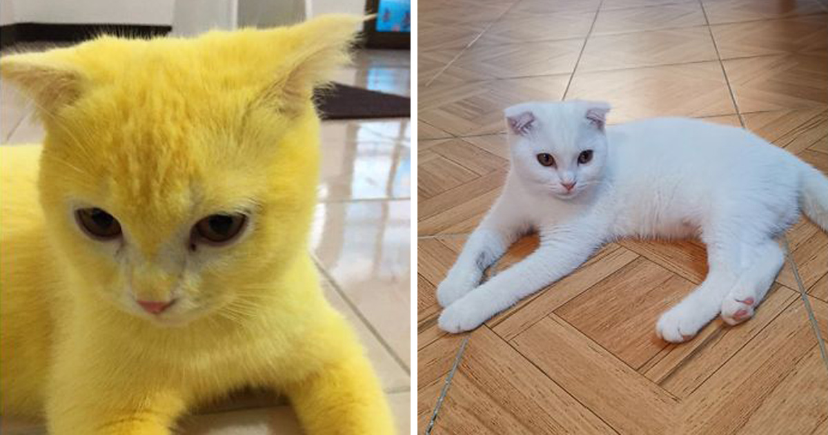 Ce Chat Est Devenu Jaune Apres Que Sa Proprietaire L Ait Couvert De Curcuma Pour Traiter Une Infection Fongique Ipnoze