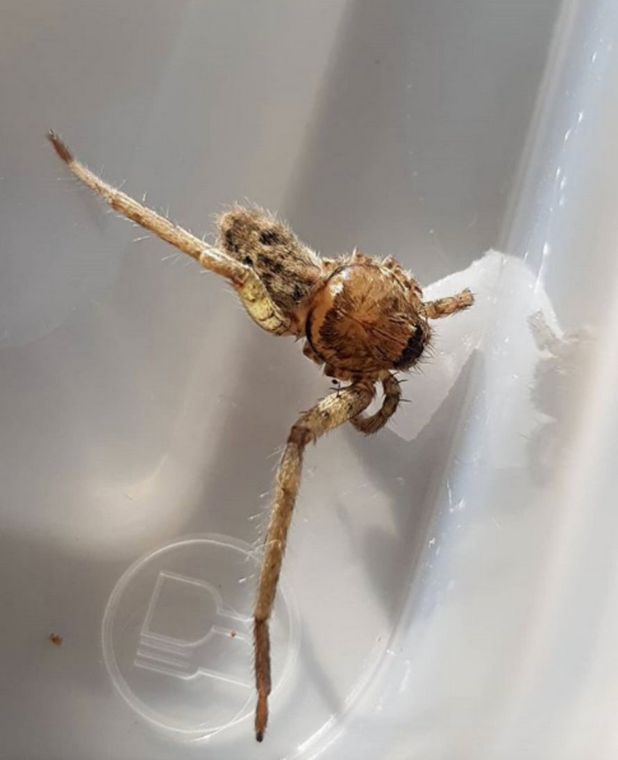 Une femme trouve une araignée à deux pattes et la soigne afin que ses pattes puissent repousser