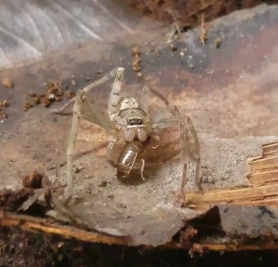 Une femme trouve une araignée à deux pattes et la soigne afin que ses pattes puissent repousser