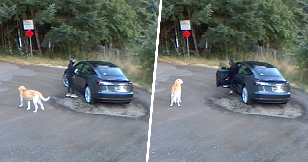 Ce golden retriever confus remue la queue alors que sa propriétaire l’abandonne dans un parc