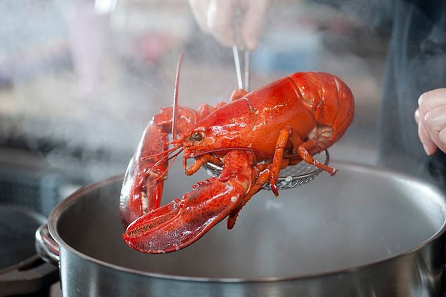 Des preuves montrent que les homards souffrent lorsqu’ils sont bouillis vivants