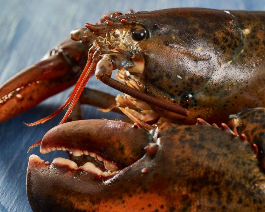 Des preuves montrent que les homards souffrent lorsqu’ils sont bouillis vivants