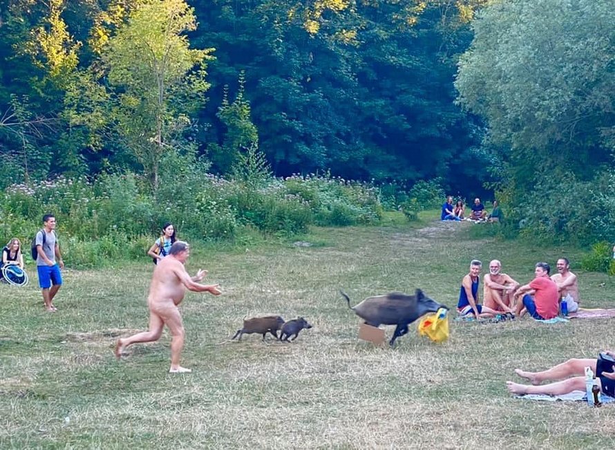 Un bronzeur dévêtu poursuit un sanglier après qu’il lui ait volé son ordinateur portable