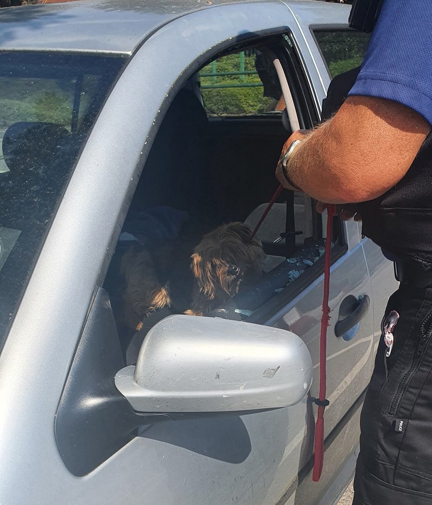 Un homme sauve un chien laissé dans une voiture chaude en brisant une vitre avec une hache