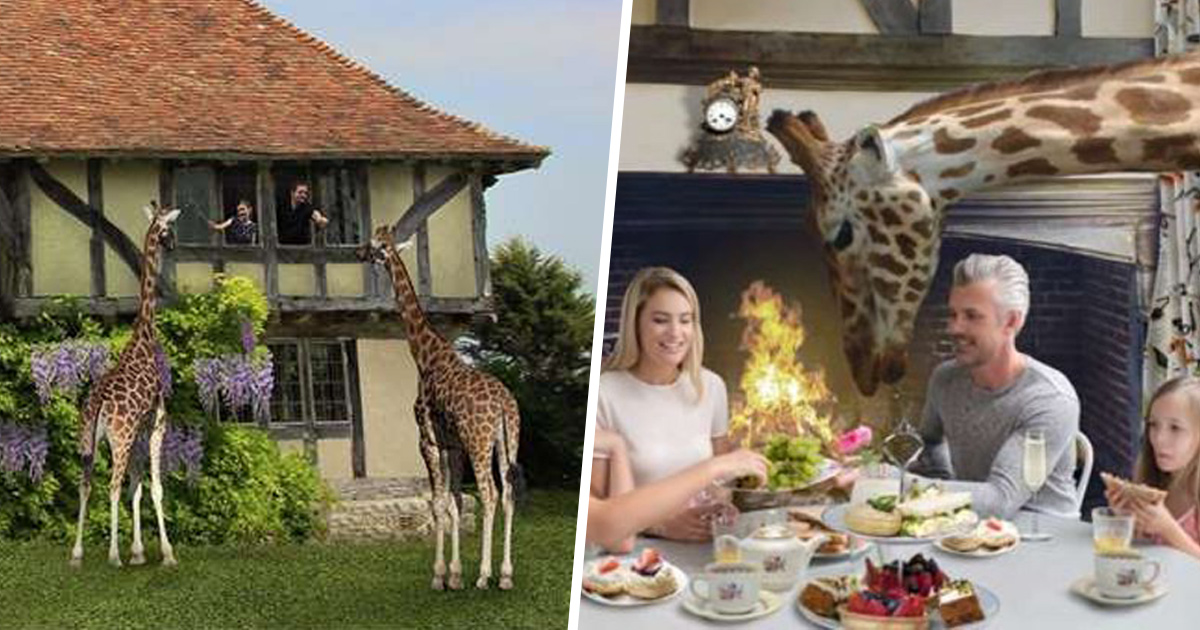 Un nouvel hôtel où tu peux dîner avec des girafes et d’autres animaux ouvrira ses portes en Angleterre