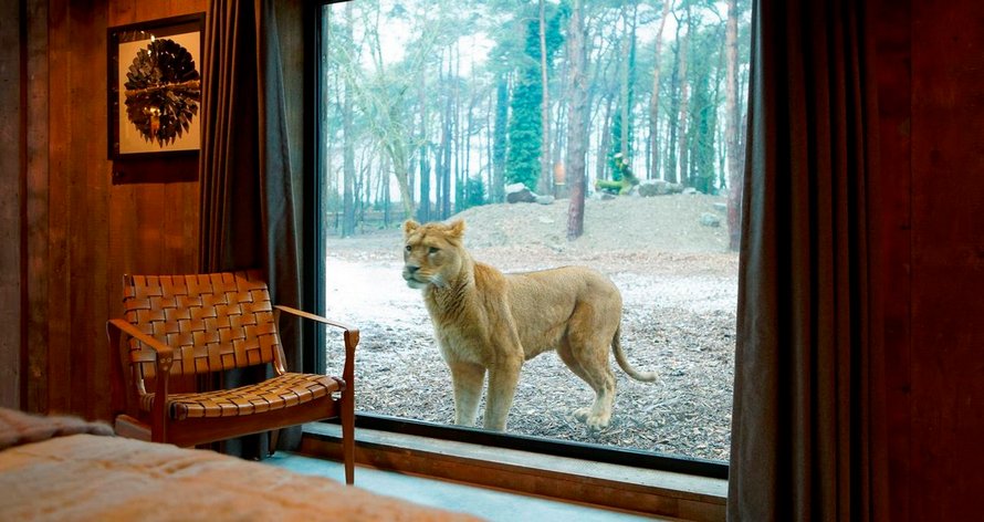 Un nouvel hôtel où tu peux dîner avec des girafes et d’autres animaux ouvrira ses portes en Angleterre