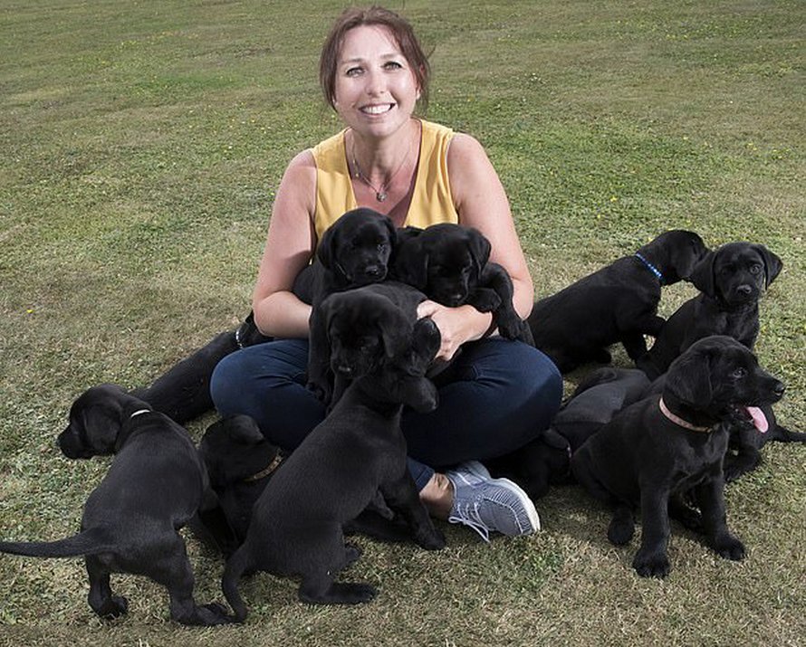 Un Labrador Jaune Donne Naissance A 13 Chiots Noirs Ipnoze