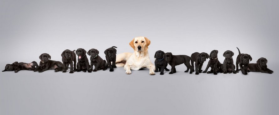 Un labrador jaune donne naissance à 13 chiots noirs