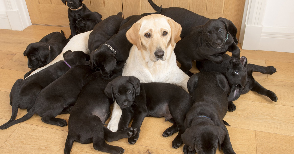 Un Labrador Jaune Donne Naissance A 13 Chiots Noirs Ipnoze