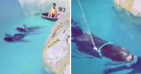 Une otarie est forcée de tirer des enfants dans un bateau avec une corde attachée autour du cou en Belgique