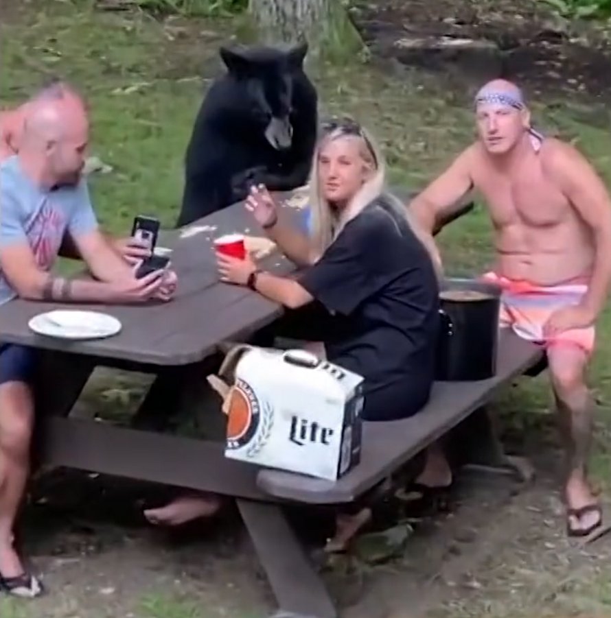 Un ours noir se joint au pique-nique d’une famille pour déguster des sandwichs au beurre d’arachide