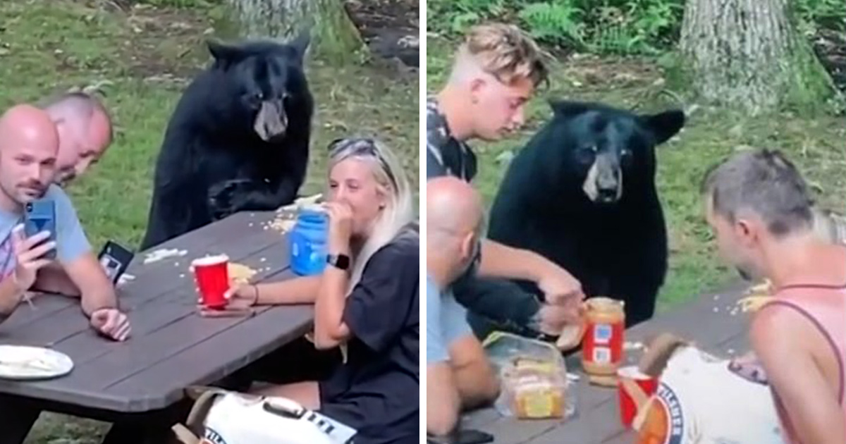Un ours noir se joint au pique-nique d’une famille pour déguster des sandwichs au beurre d’arachide