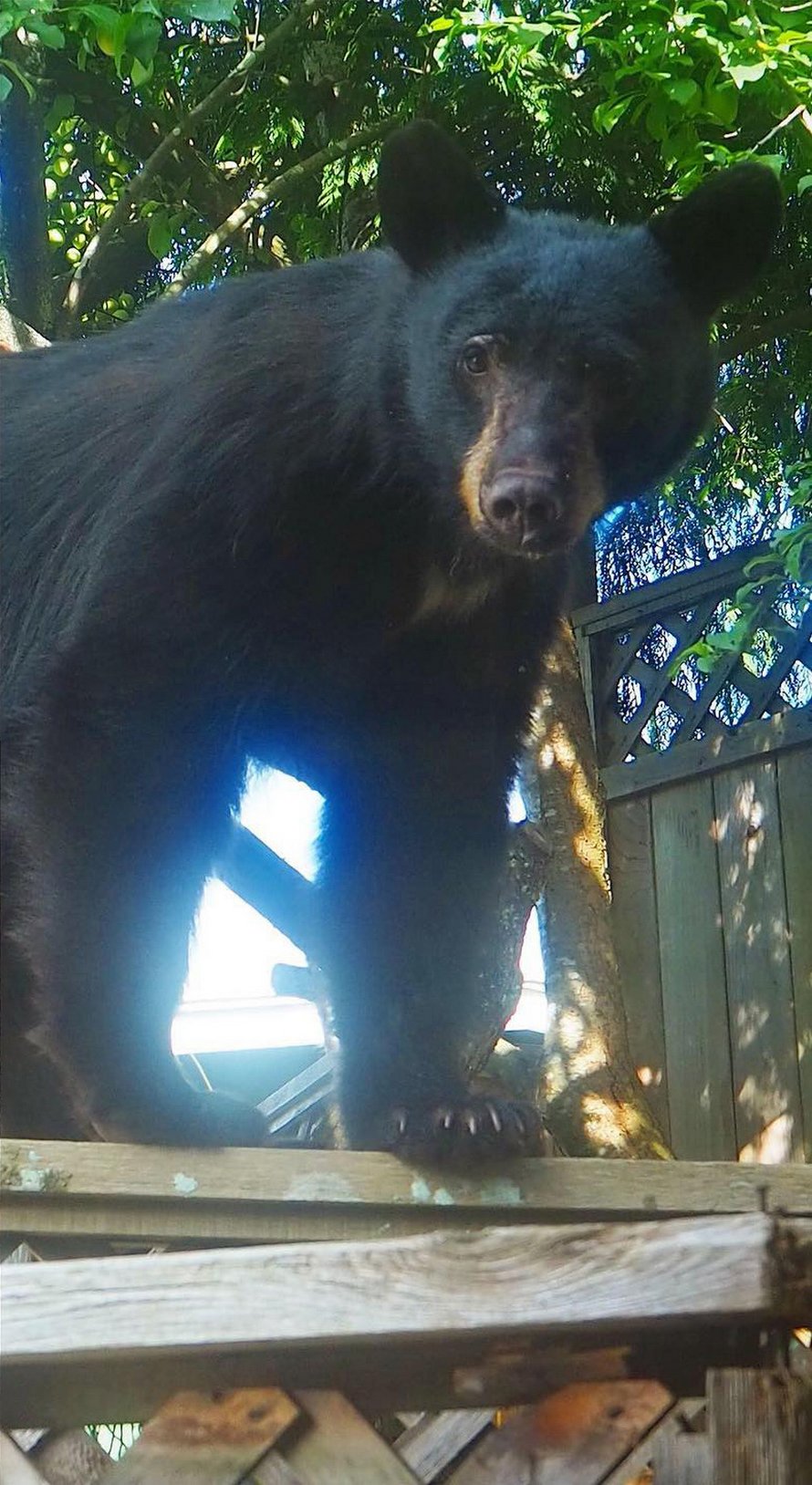 Un ours noir a été euthanasié après que des résidents lui aient laissé de la nourriture pour pouvoir le filmer