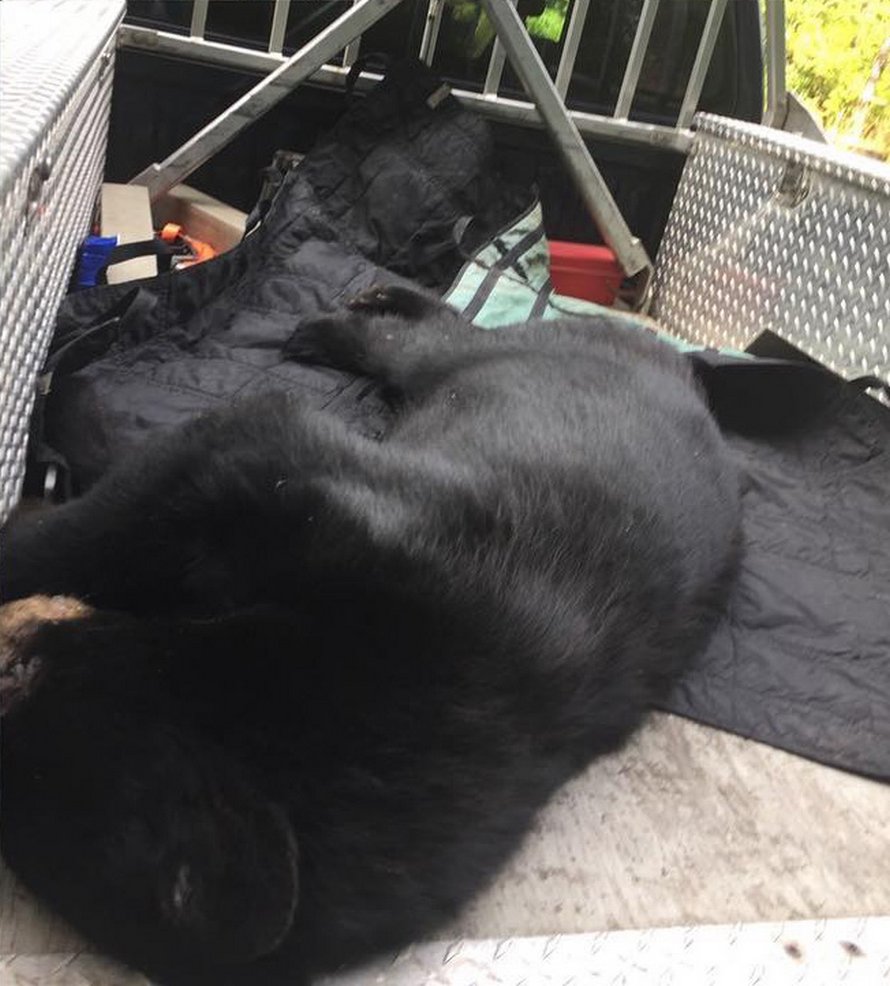 Un ours noir a été euthanasié après que des résidents lui aient laissé de la nourriture pour pouvoir le filmer