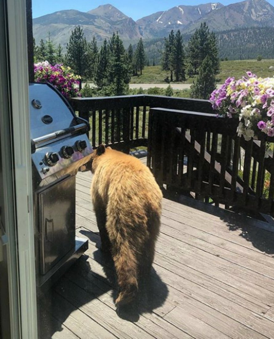Un ours qui visite une maison ne comprend pas pourquoi il n’a pas le droit d’entrer