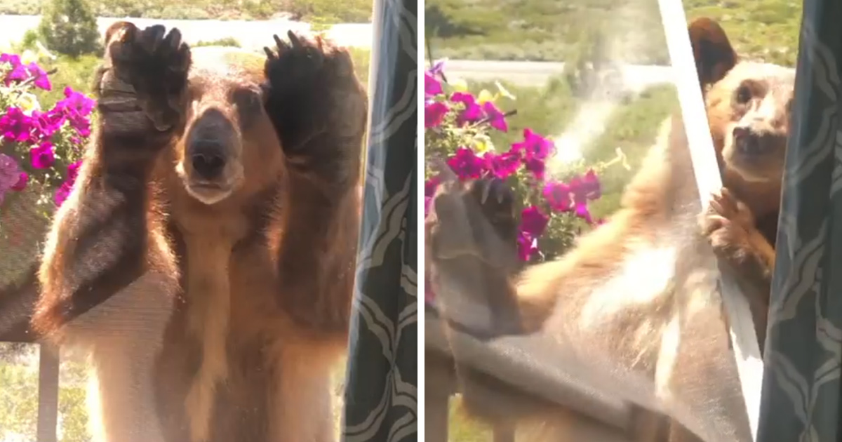 Un ours qui visite une maison ne comprend pas pourquoi il n’a pas le droit d’entrer