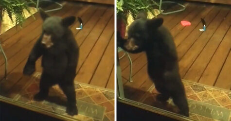 Maman ourse gronde son petit pour avoir espionné des gens par la fenêtre et la vidéo devient virale