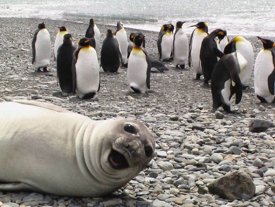 Voici Des Photos De Phoques Rigolos Qui Sont Incapables D Arreter De Rire Ipnoze