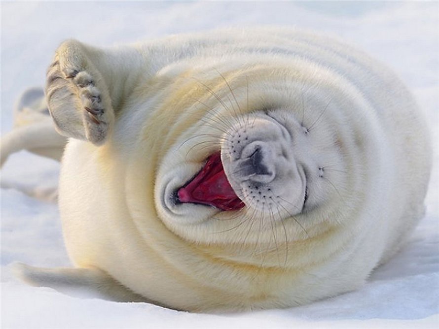 Voici des photos de phoques rigolos qui sont incapables d’arrêter de rire