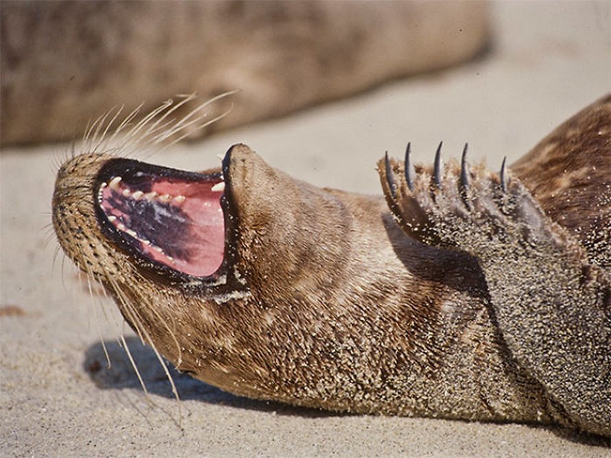 Voici des photos de phoques rigolos qui sont incapables d’arrêter de rire
