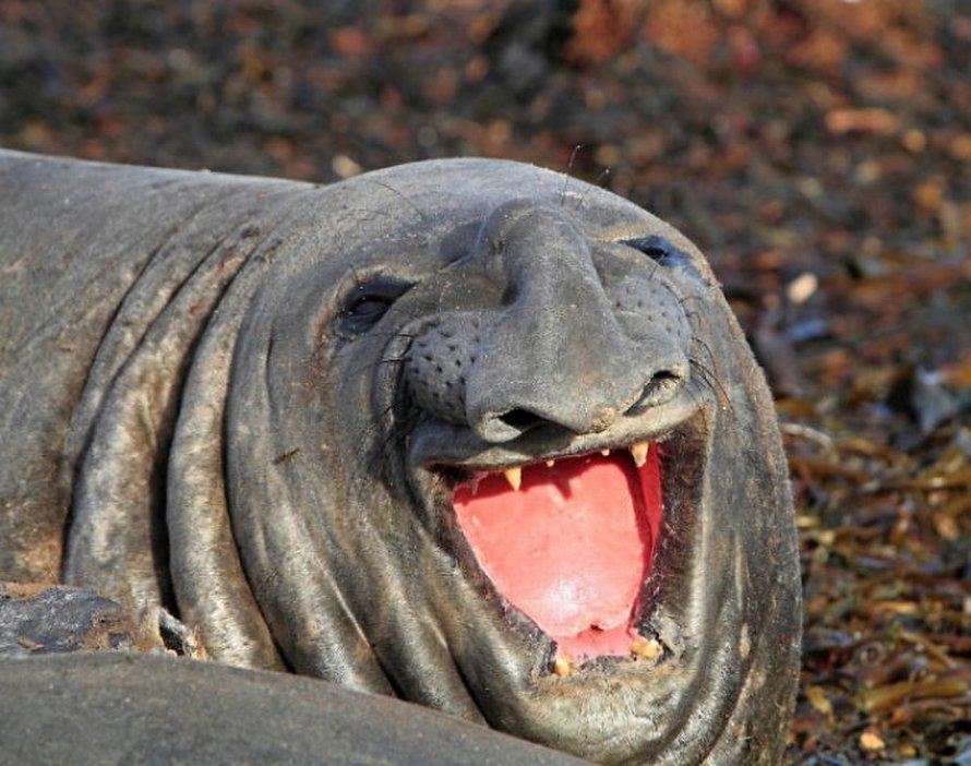 Voici des photos de phoques rigolos qui sont incapables d’arrêter de rire
