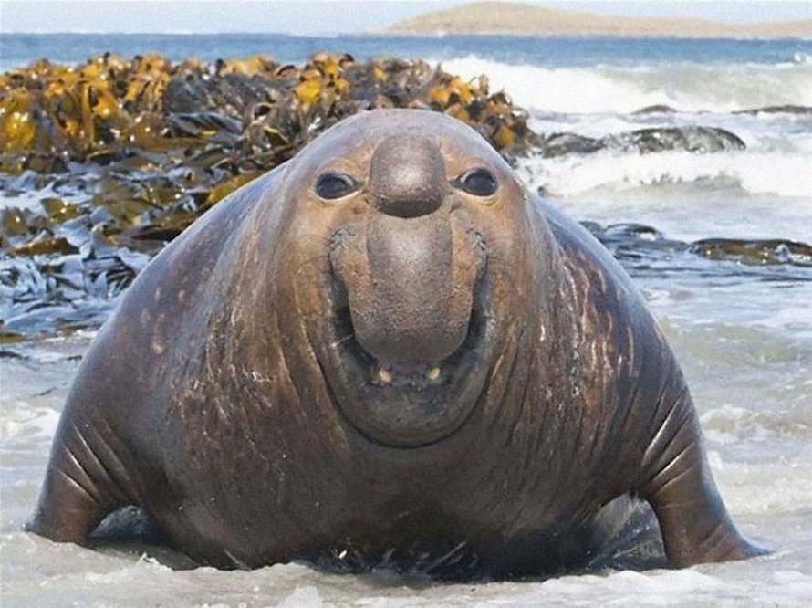 Voici des photos de phoques rigolos qui sont incapables d’arrêter de rire