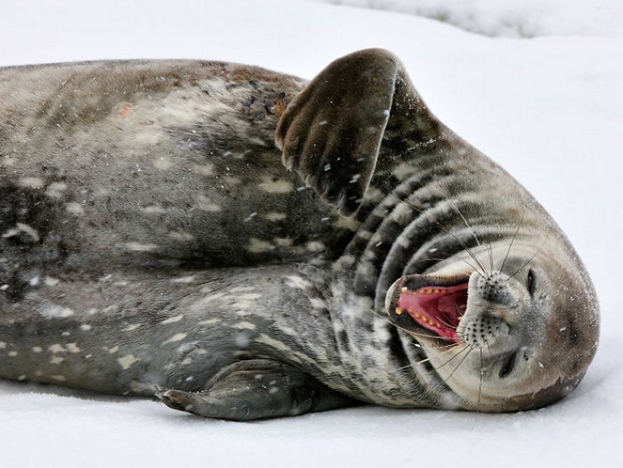 Voici des photos de phoques rigolos qui sont incapables d’arrêter de rire