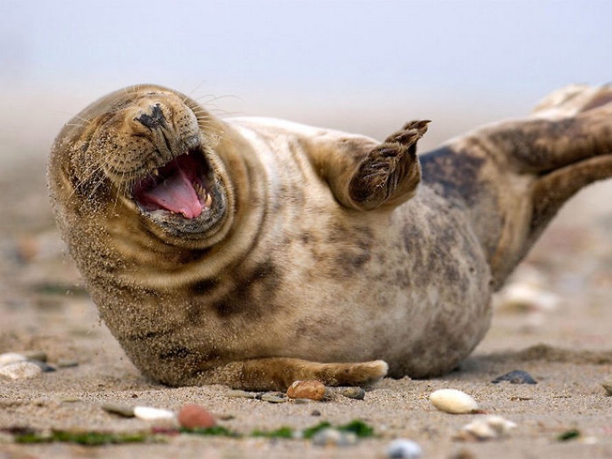 Voici des photos de phoques rigolos qui sont incapables d’arrêter de rire
