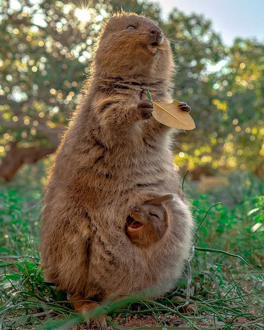 Ces photos d’animaux avec des messages rigolos vont te faire sourire ! By Ipnoze.com Photos-animaux-messages-rigolos-010