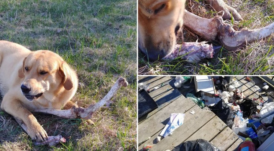 23 photos d’animaux avec des messages rigolos qui vont te faire sourire