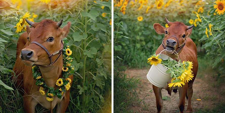 23 photos d’animaux avec des messages rigolos qui vont te faire sourire