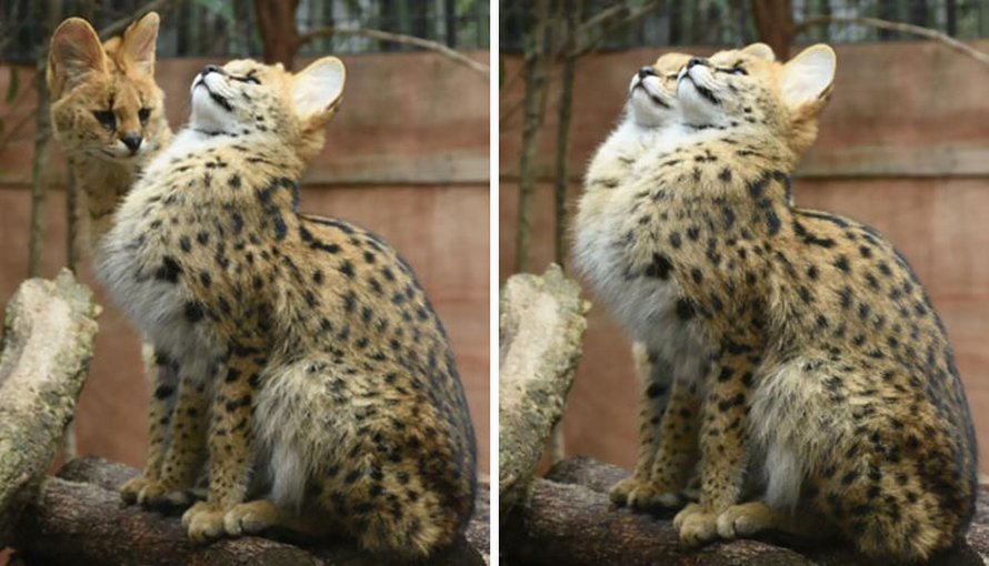 23 photos d’animaux avec des messages rigolos qui vont te faire sourire