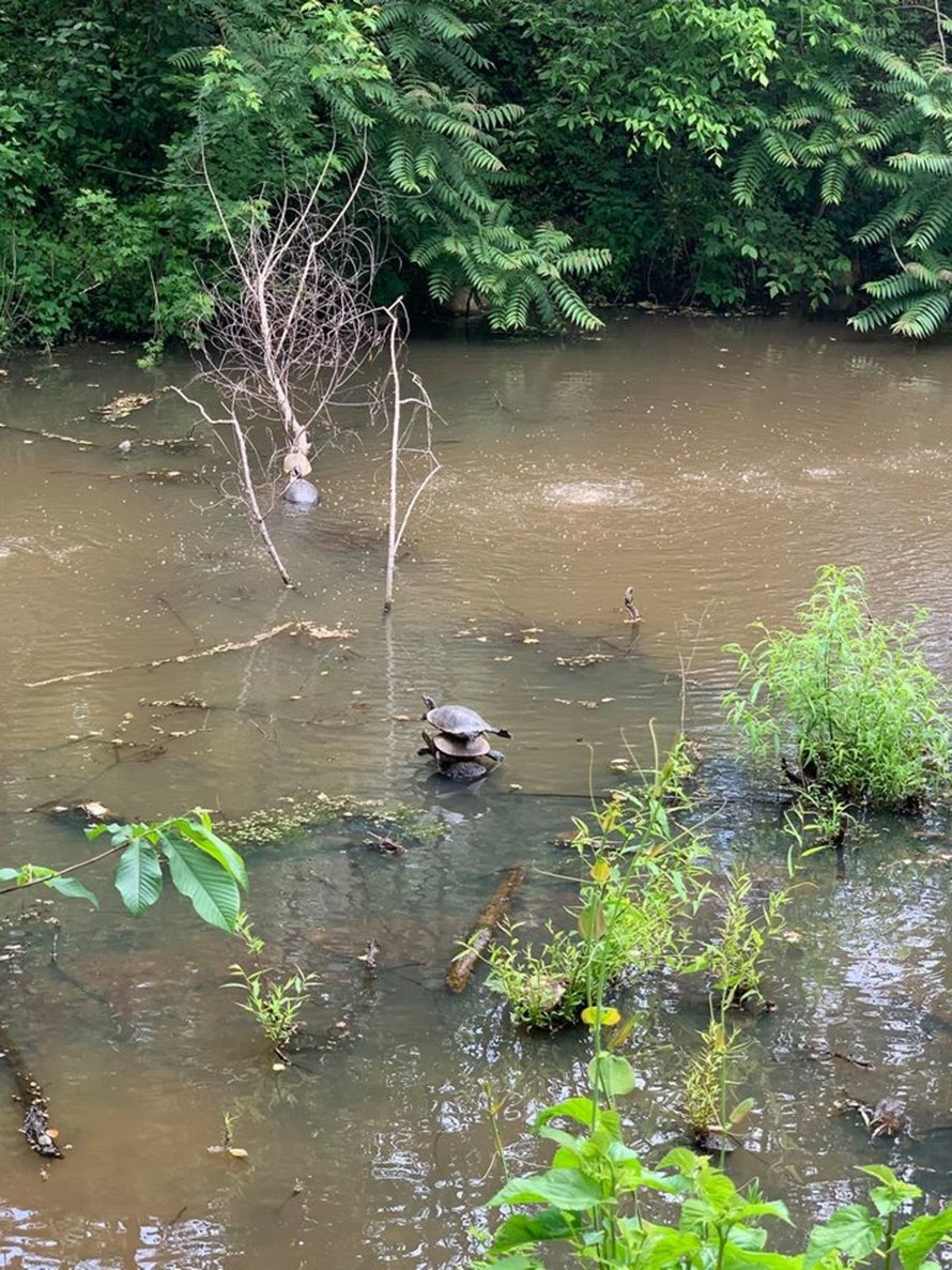 Une femme en promenade aperçoit une pile parfaite de tortues au beau milieu d’un ruisseau