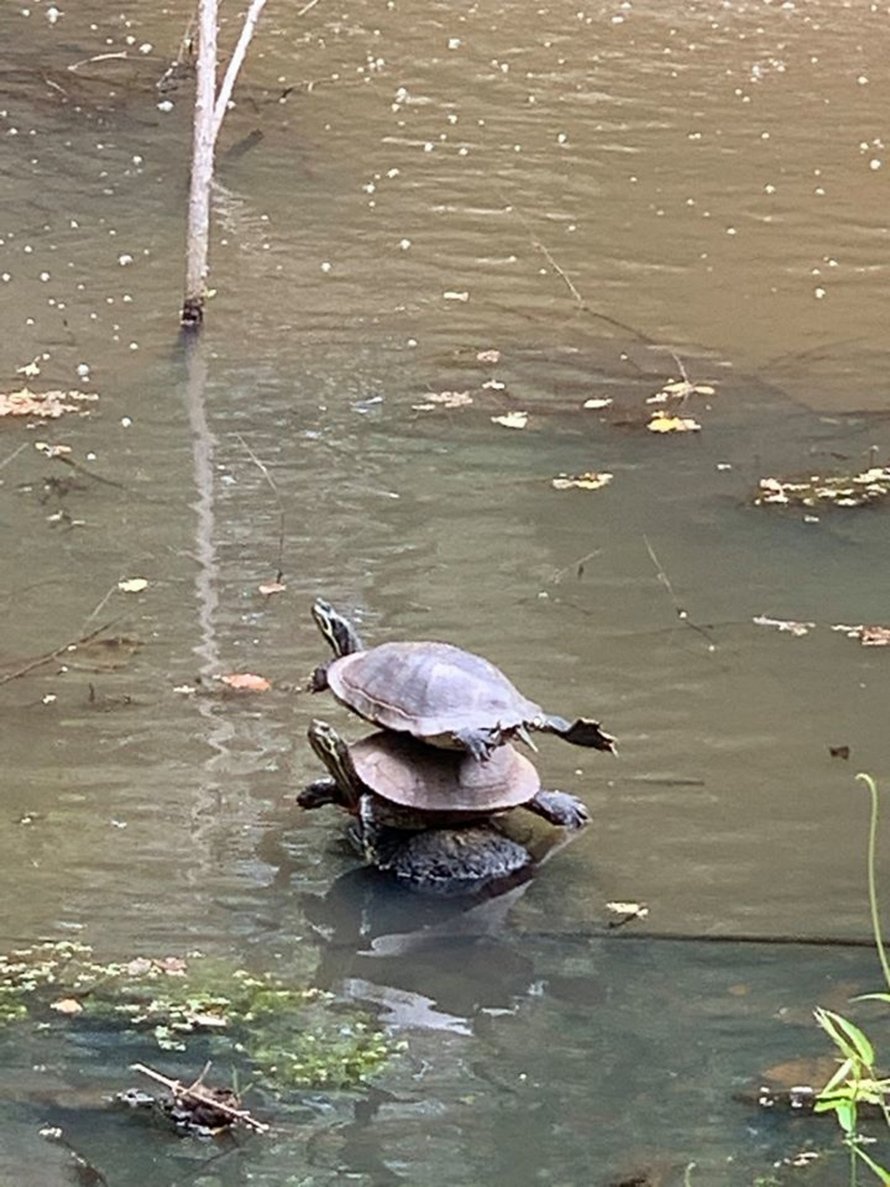 Une femme en promenade aperçoit une pile parfaite de tortues au beau milieu d’un ruisseau