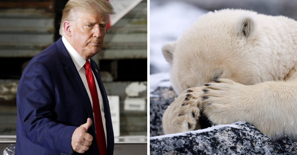 Le plan de forage « irresponsable » de Trump dans l’Arctique pourrait tuer les ours polaires de la région, selon des experts
