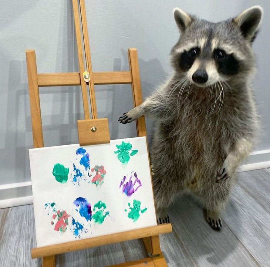 De fiers ratons laveurs artistes posent à côté de leurs peintures et ils ont l’air si heureux