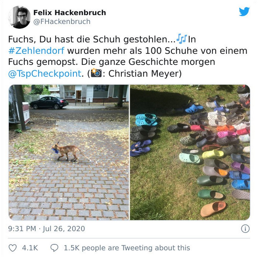 Un renard voleur de Crocs a été trouvé avec une collection de 100 chaussures volées à Berlin