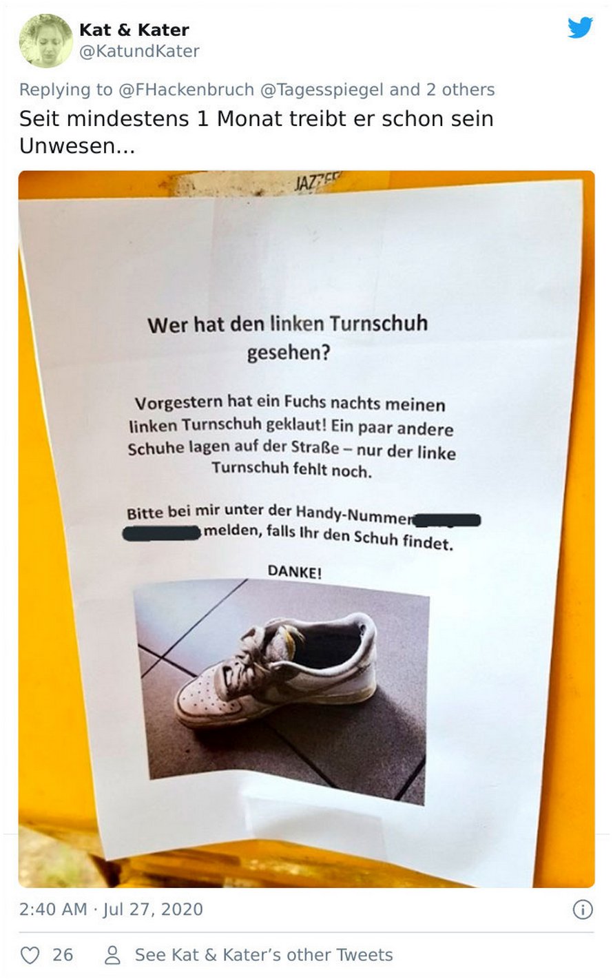 Un renard voleur de Crocs a été trouvé avec une collection de 100 chaussures volées à Berlin