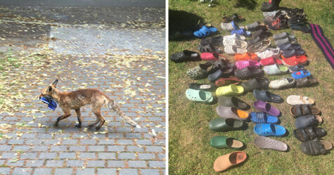 Un renard voleur de Crocs a été trouvé avec une collection de 100 chaussures volées à Berlin