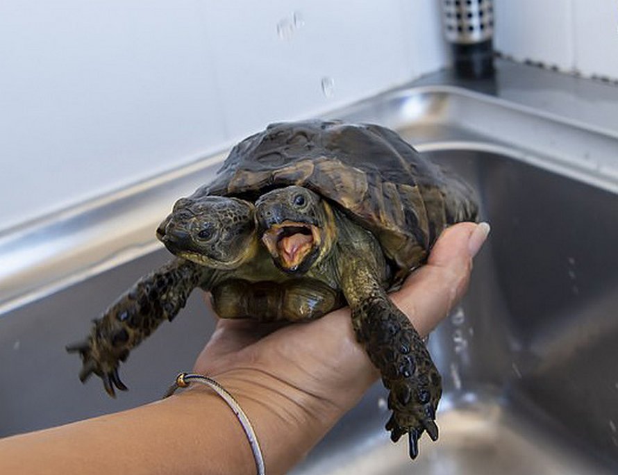 Cette tortue à deux têtes qui aura bientôt 23 ans est considérée comme la plus vieille du genre