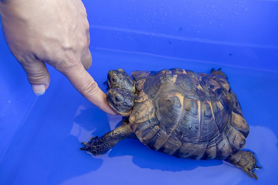 Cette tortue à deux têtes qui aura bientôt 23 ans est considérée comme la plus vieille du genre