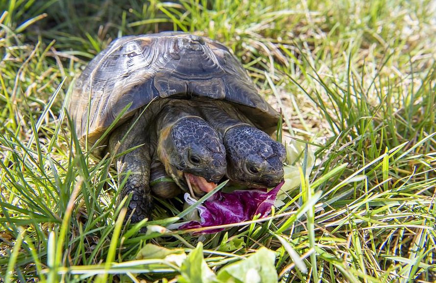 Tortue bicéphale de compagnie