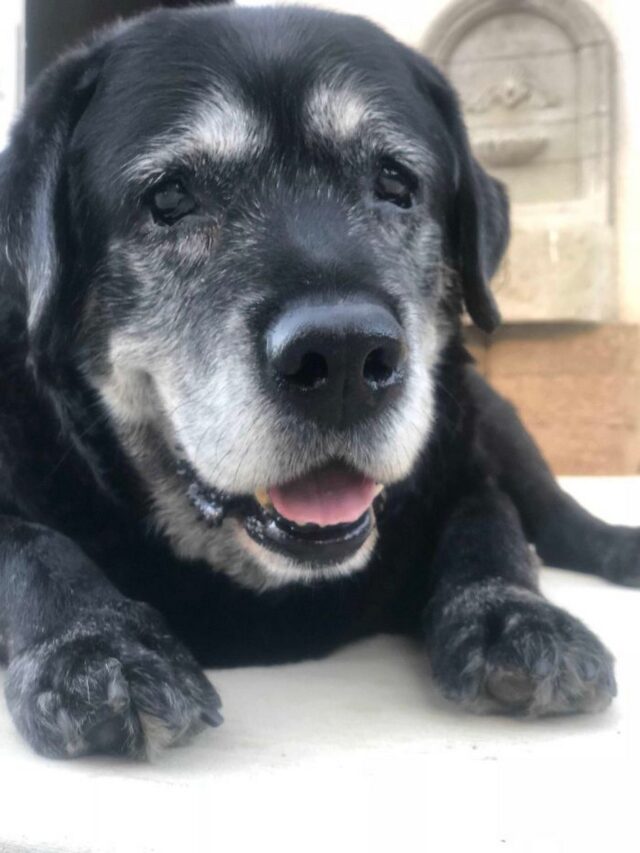 Ces photos sympas de vieux chiens montrent que les toutous âgés sont trop mignons pour ce monde