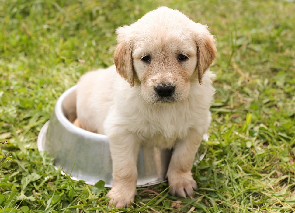 40 % des gens abandonneraient leur chien pendant un mois pour garder leur smartphone