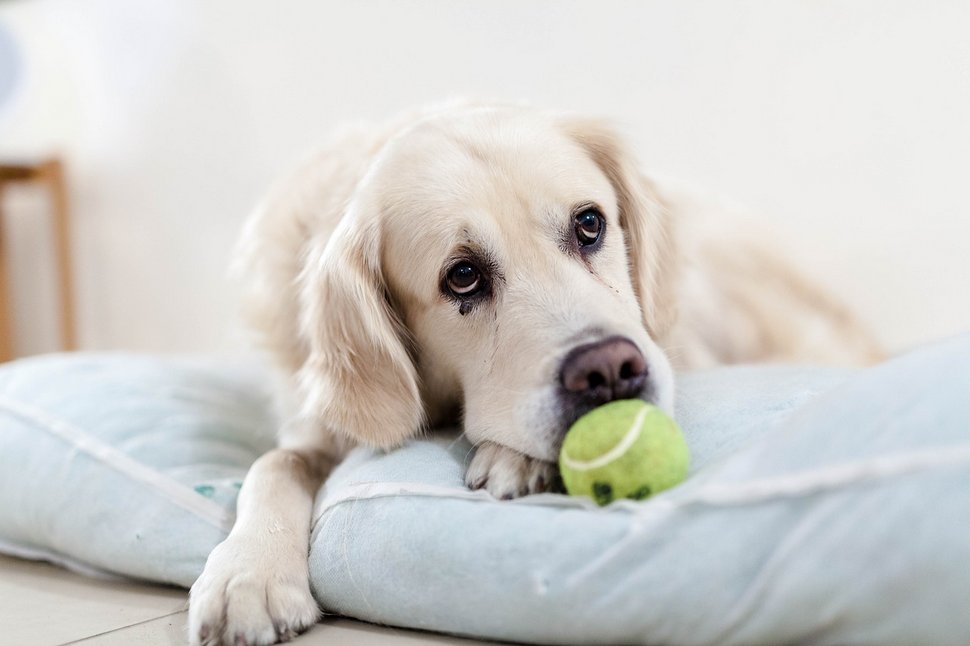 40 % des gens abandonneraient leur chien pendant un mois pour garder leur smartphone