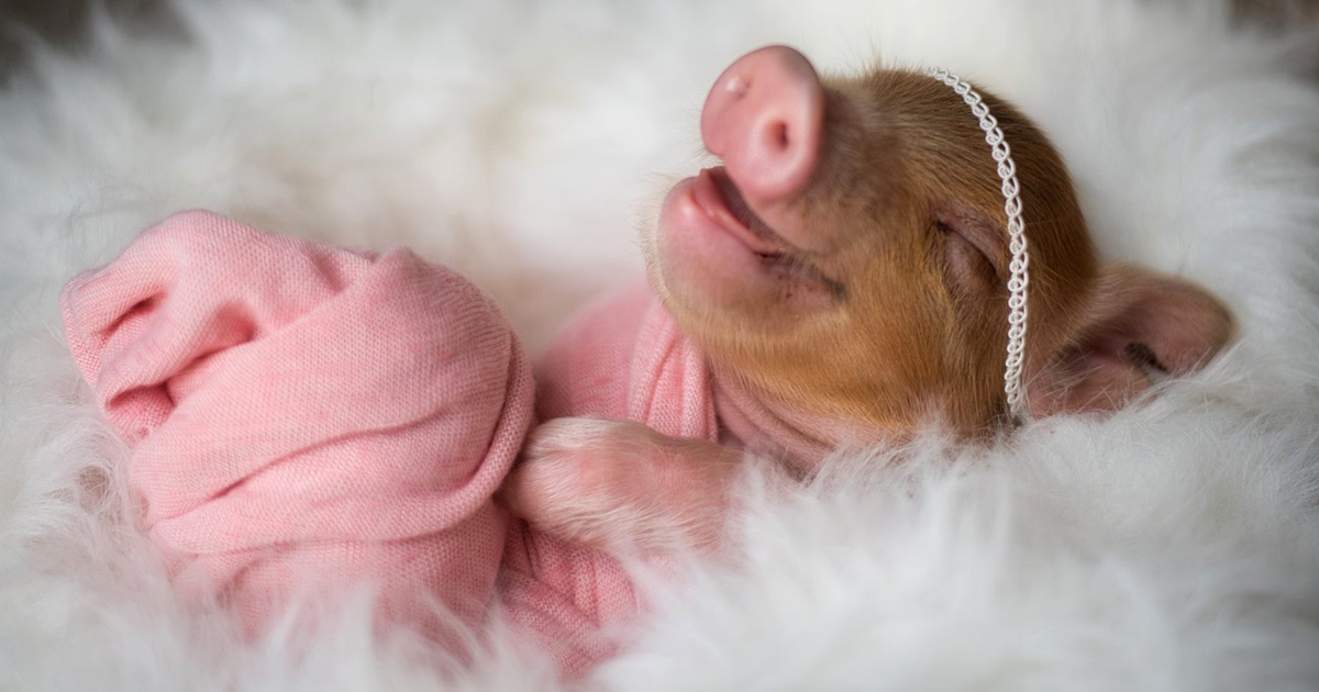 Une Photographe Realise Une Seance Photo De Nouveau Ne Avec Un Bebe Porcelet Parce Que Le Monde A Besoin De Plus De Tendresse Ipnoze