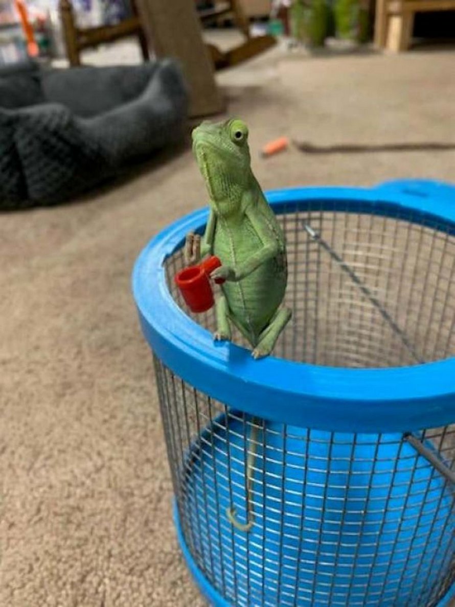 Ce caméléon a la taille parfaite pour les accessoires LEGO et voici les 9 meilleures photos de lui