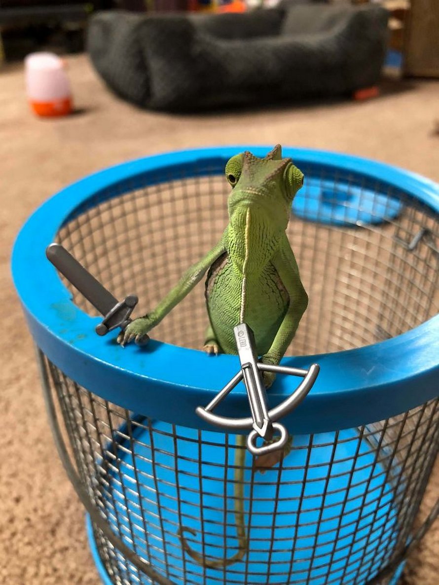 Ce caméléon a la taille parfaite pour les accessoires LEGO et voici les 9 meilleures photos de lui